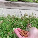 美味しすぎて、思わずフリーズ。初めてアーモンドを食べたりす。