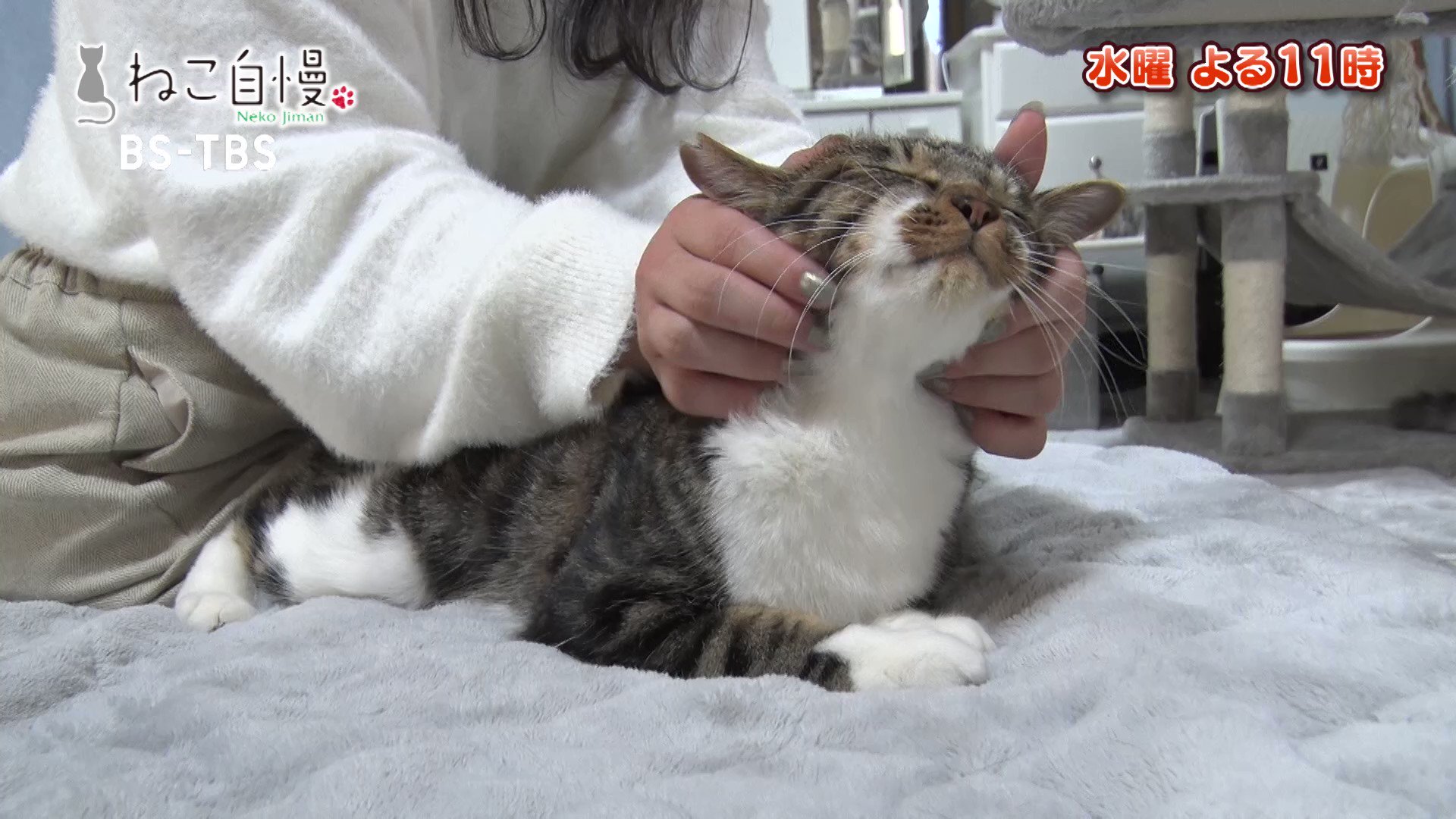 BS-TBS ねこ自慢【公式】 on X: 