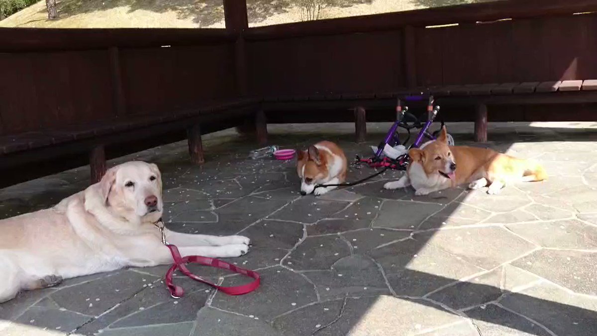 寝子＠ケラ (@nekoneknyan) / Posts / X