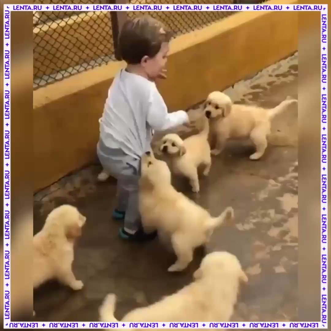 Лента.ру on Twitter: "Маленькие щенята играют с малышом"