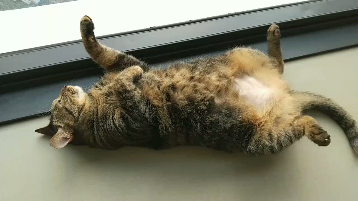 品質保証 みちこ⚠️猫飼っています キッズ/ファミリー