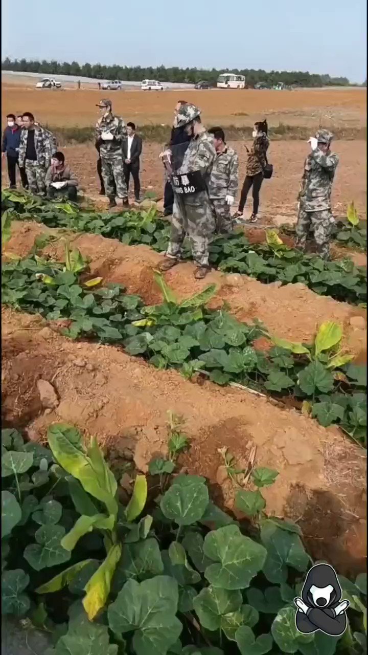 Songpinganq on Twitter: "Xi Jinping is hiring 87,000 agriculture police  officers, and they're coming for Chinese farmers Farmers can only plant the  crops the government approves, and the planting of climbing vegetables