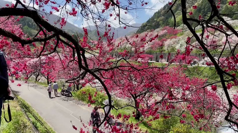 花桃の里 長野県