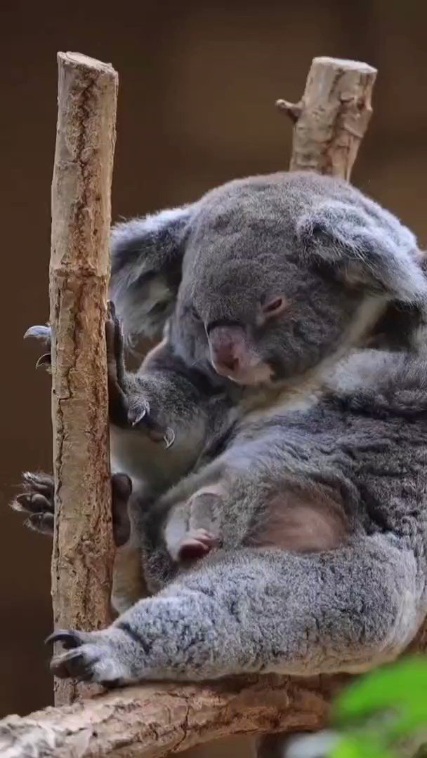 Massimo on Twitter "While koalas might look like small bears, they are