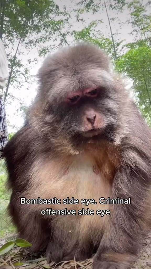 Bombastic side eyes. #meme #memedaily #today #monkey #DeRocok  #bombasticsideeye #sideeye