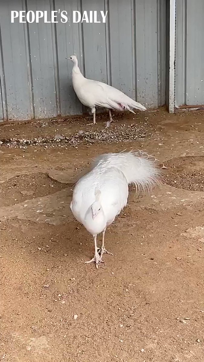 RT @PDChina: Precious sight to behold: A rare white peacock spreads out its beautiful tail. https://t.co/E0RrAtb46p