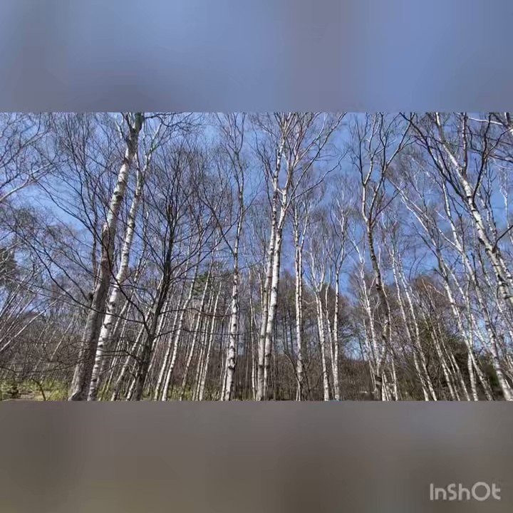 しらかばちゃん💚佐久穂町観光情報【公式】 on Twitter 