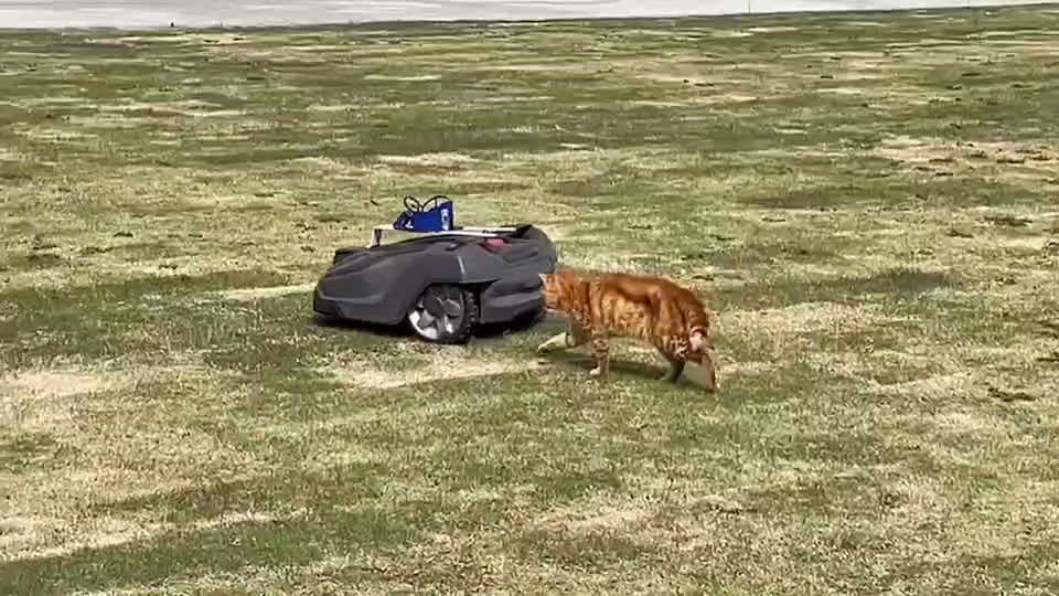 猫 VS 草刈機 ！？ 群馬県庁前で一触即発