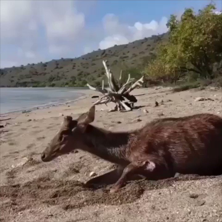 Wildlife RAW on Twitter: "Another Savage Komodo Dragon eating its prey