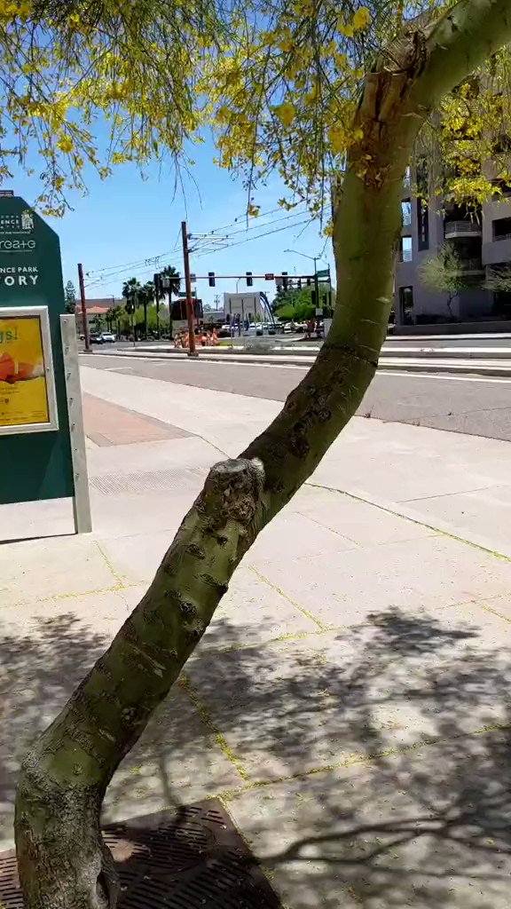 Green eggs and ham I know, but ...I saw these trees all over downtown Phoenix. I don't pretend to be a horticulturalist. Never seen it before. What ARE these?! https://t.co/UURROQEOpP