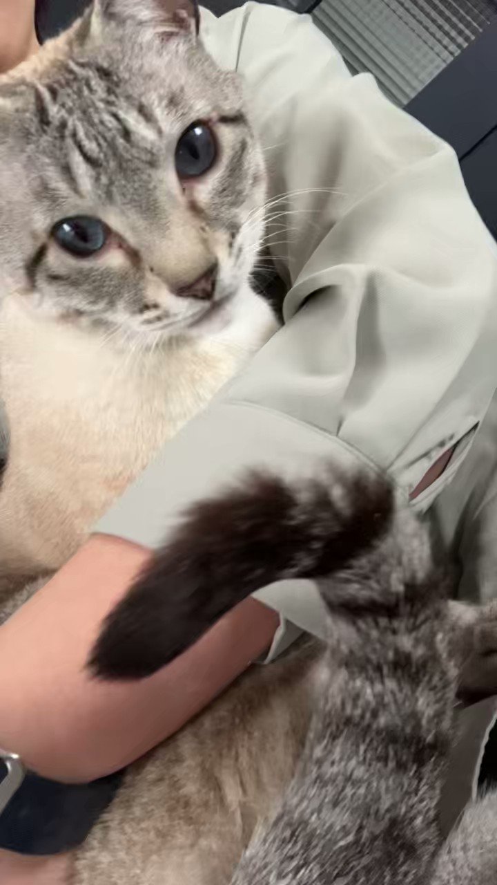 猫中毒 - البحث / X