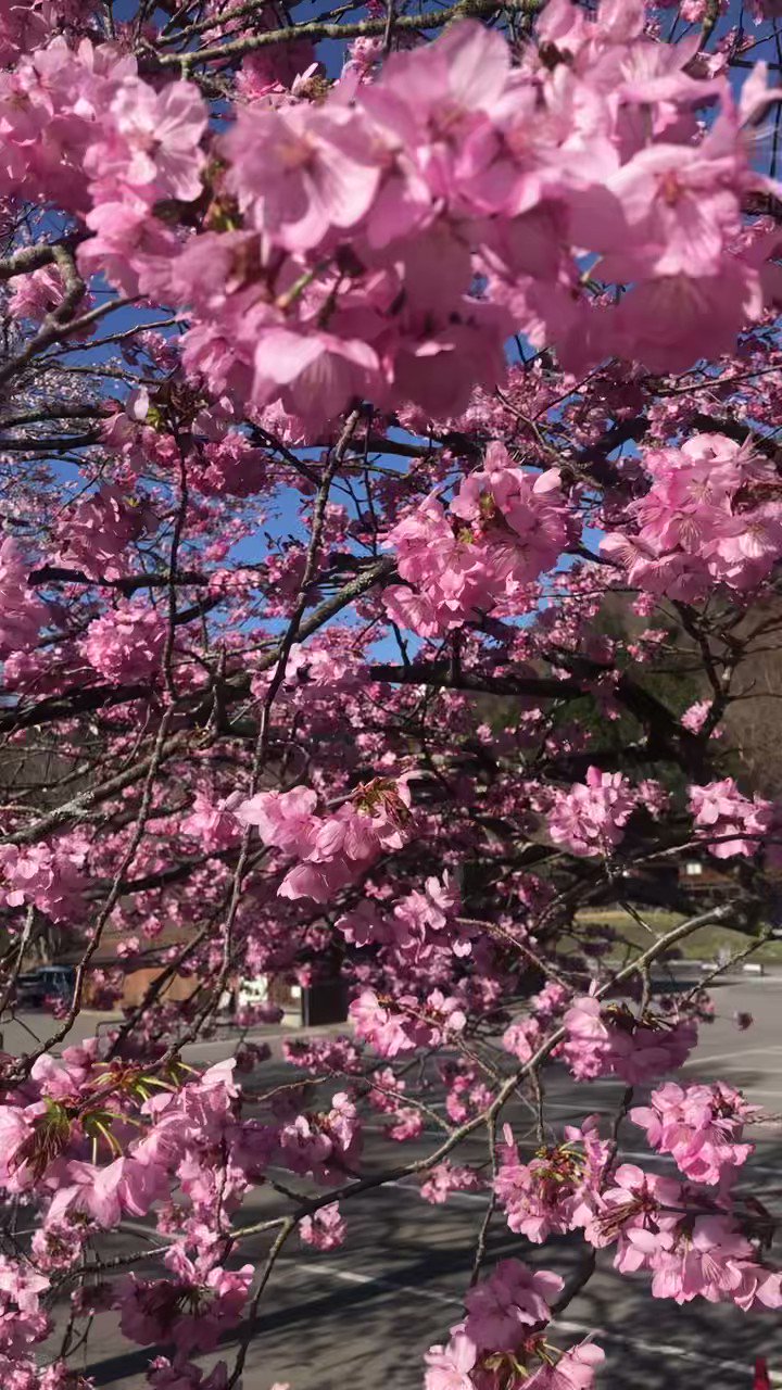 @kataribe1388's video Tweet