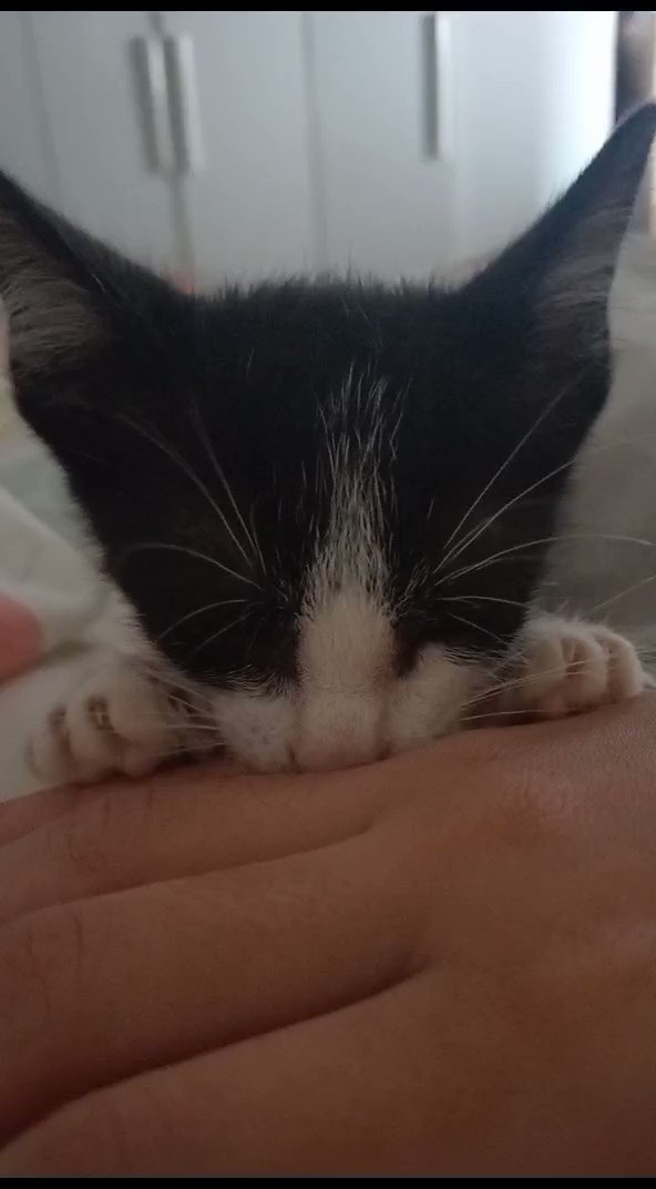 Nalia📚 on Twitter: “eu ficava deixando o gatinho me morder quando ele