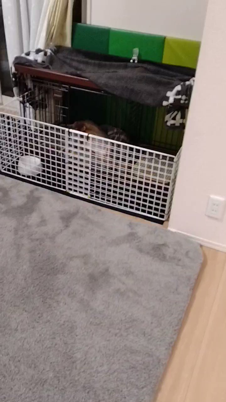 ママたぬき様。専用です( ◠‿◠ ) らむしかママに感謝 - البحث / X