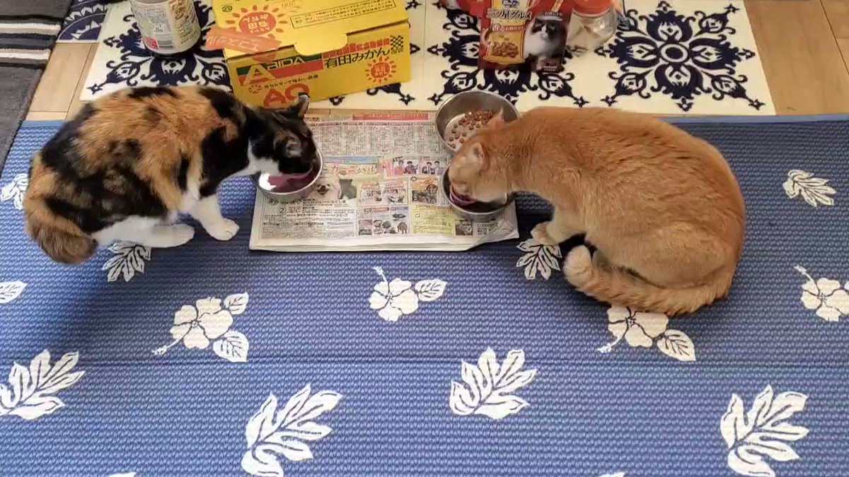 佳　泥棒猫 泥棒猫 #猫 #cat