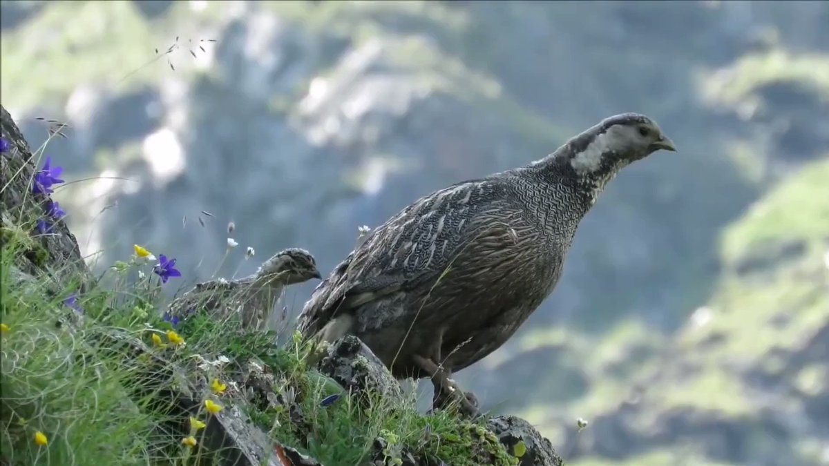 World birds on Twitter 