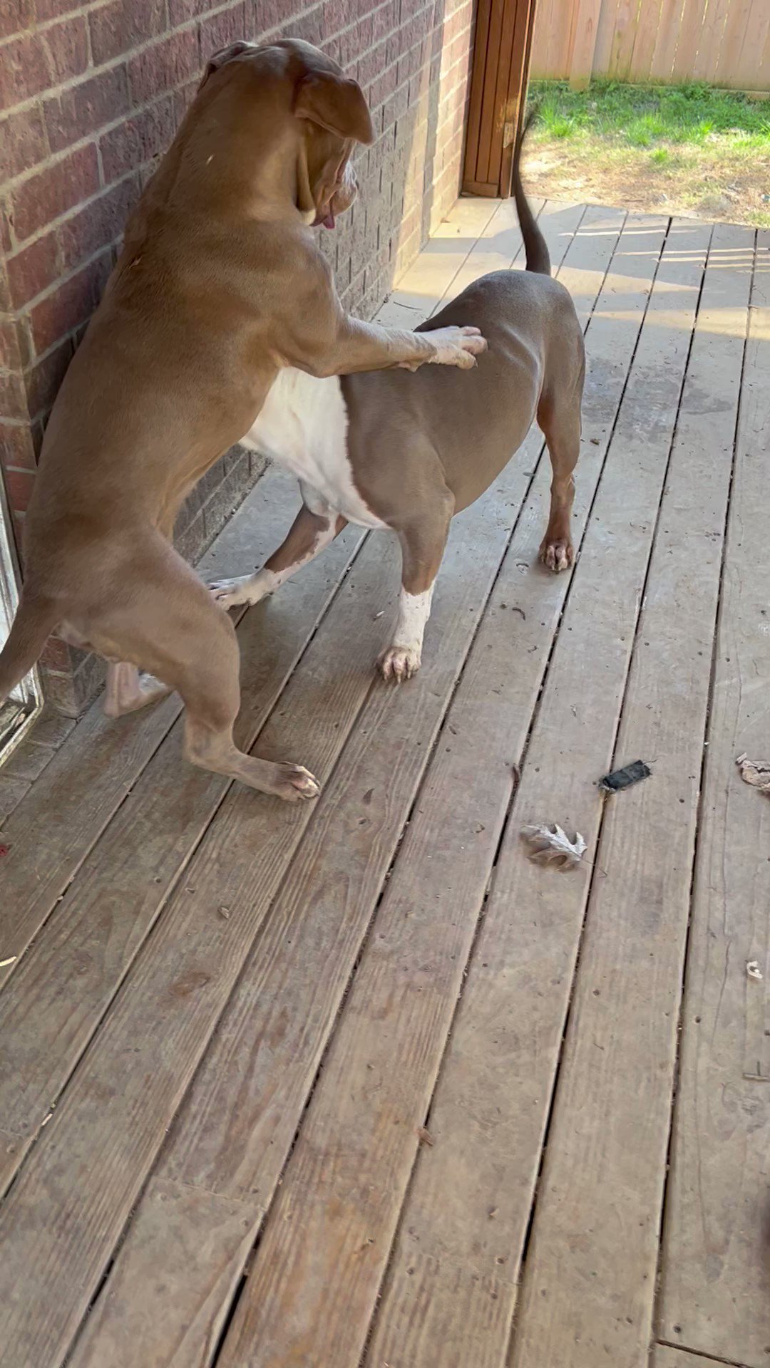 Anvil Envy Kennels on Twitter "Look at this 9monthold lion of a