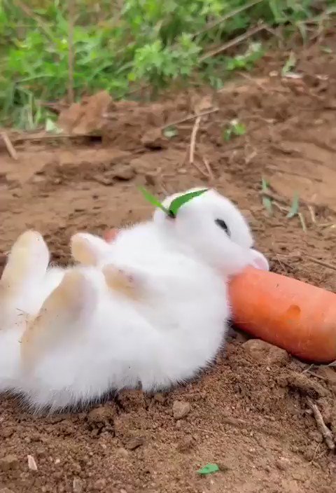 激かわ動物 on X: 
