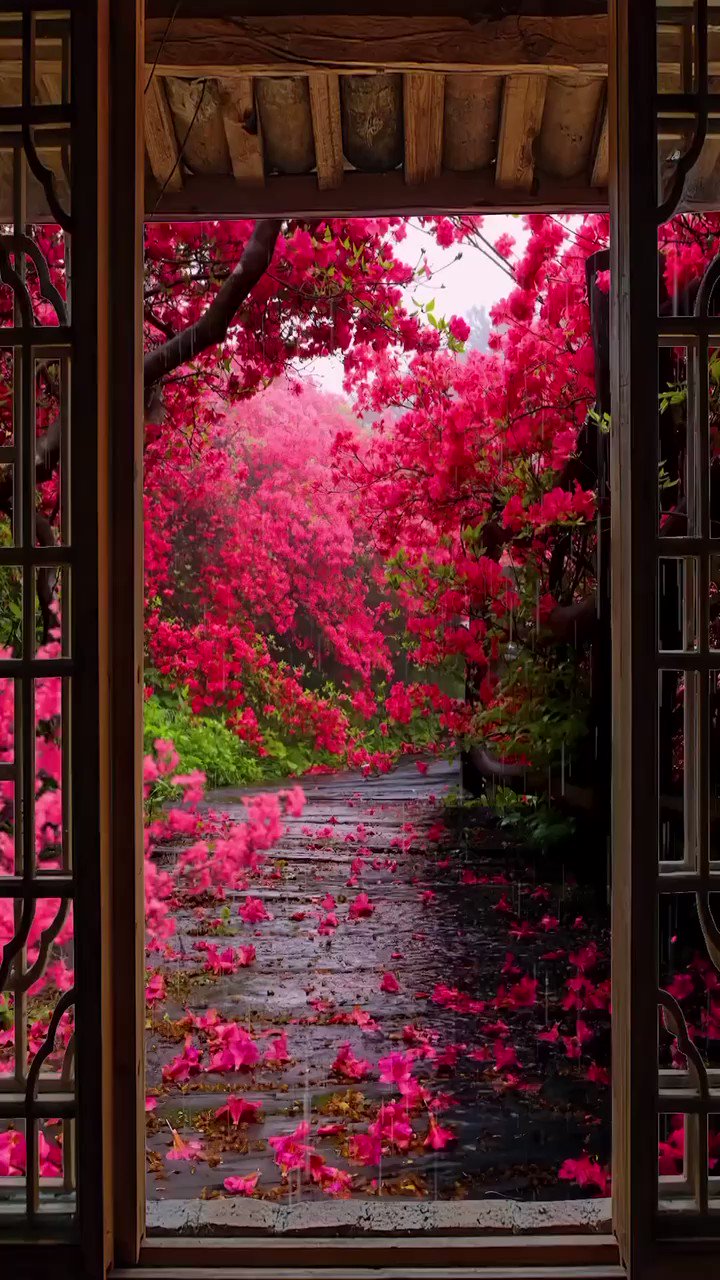 Tweets with replies by Ramblings (@ramblingsloa) / Twitter