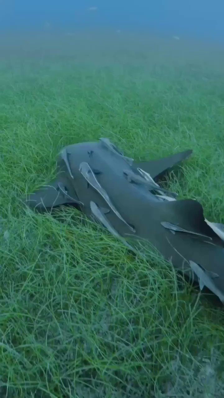 Divers Direct (DiversDirect) / Twitter