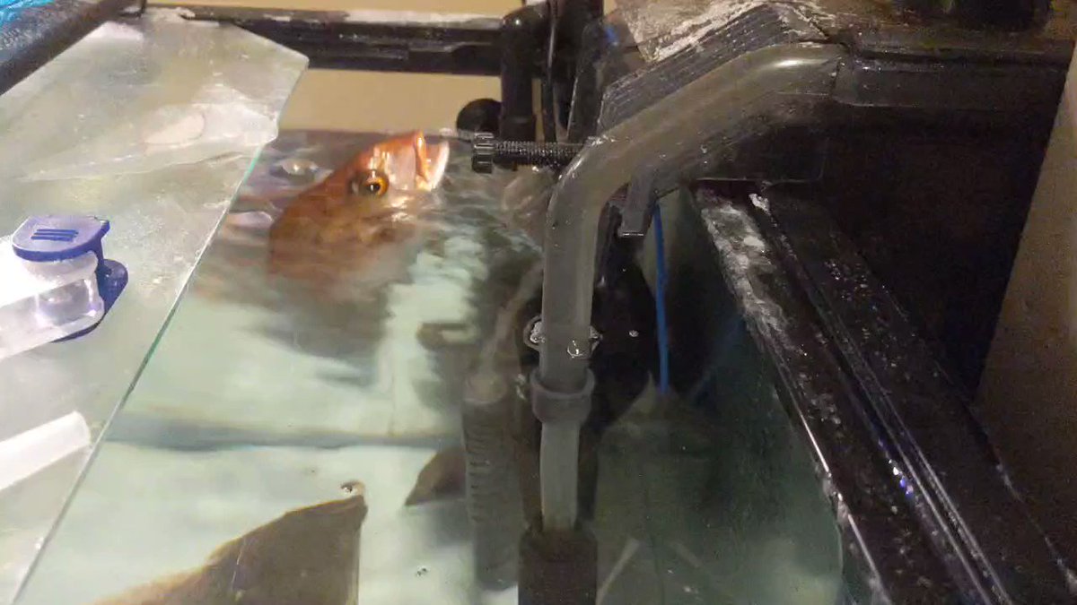 真鯛のエサの食べ方が水族館のイルカみたい！
