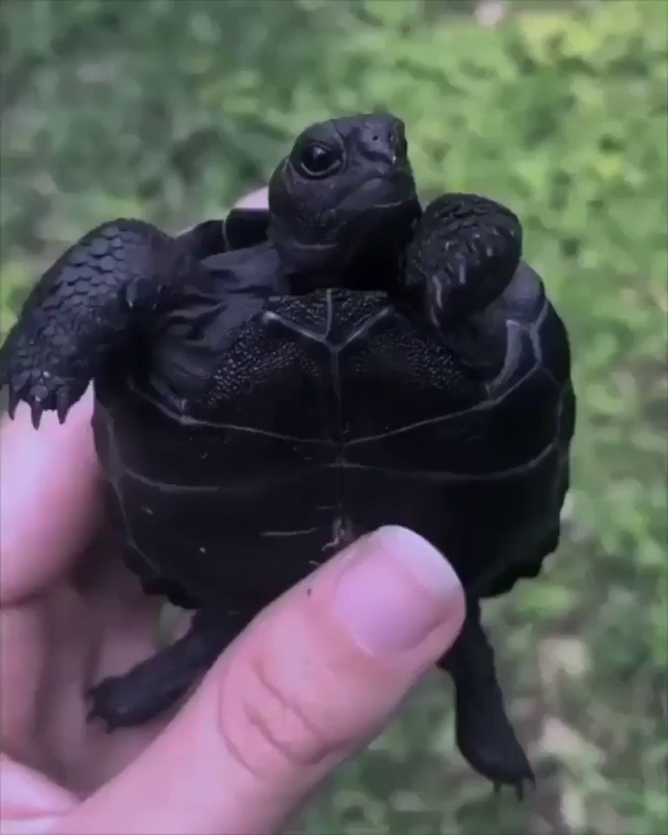 Tortoise and black sales