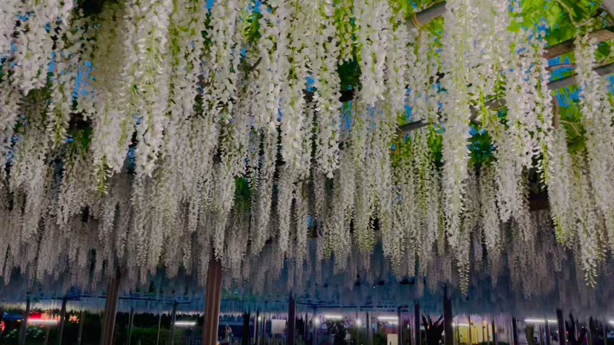 藤の花 曼荼羅寺のライトアップ