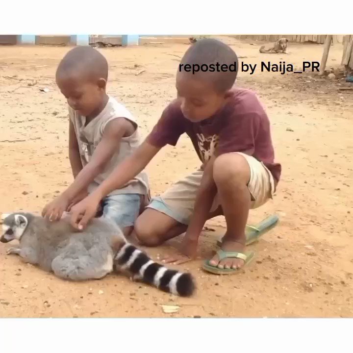 Naija on Twitter "These two kids in Madagascar started to scratch this Lemur’s back and the