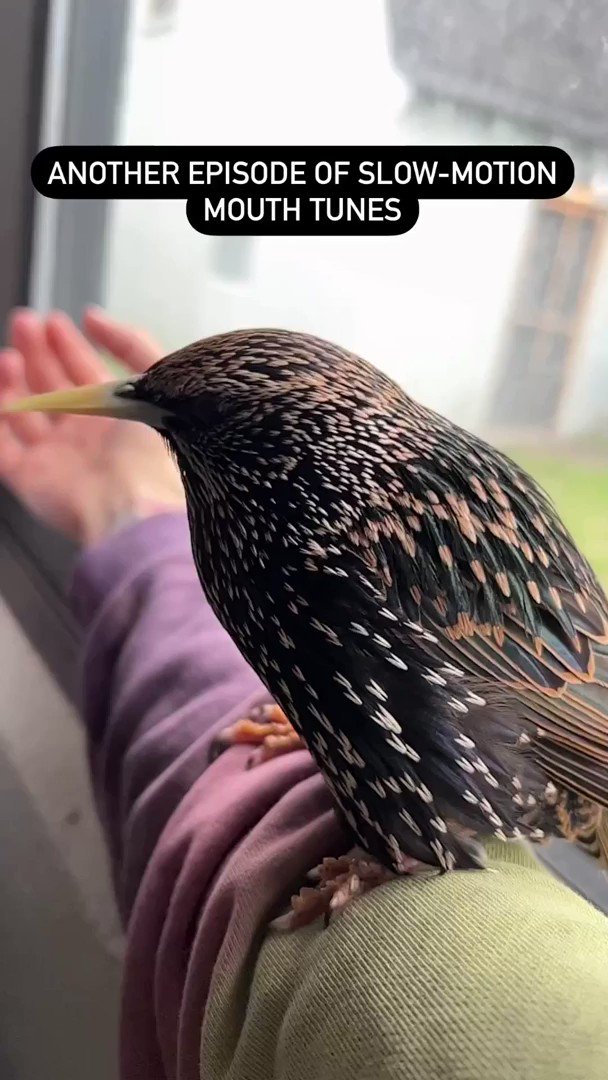 Elizabeth ☠️ on Twitter "RT Rainmaker1973 European starlings are
