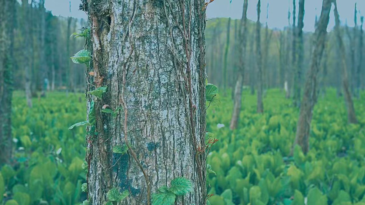 水芭蕉の群生地を動画で録って見たにゃあ(*´꒳`*)森の中の湿原を水芭蕉が覆い尽くす姿はとっても幻想的で綺麗だったにゃあ♪