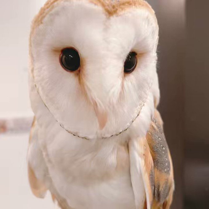 水性 木版画 barn owl 面梟 メンフクロウ 梟 ふくろう | ofa.sg