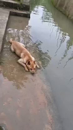RT @Animal_fanlover: Puppy enjoying himself https://t.co/k1duOiSpow