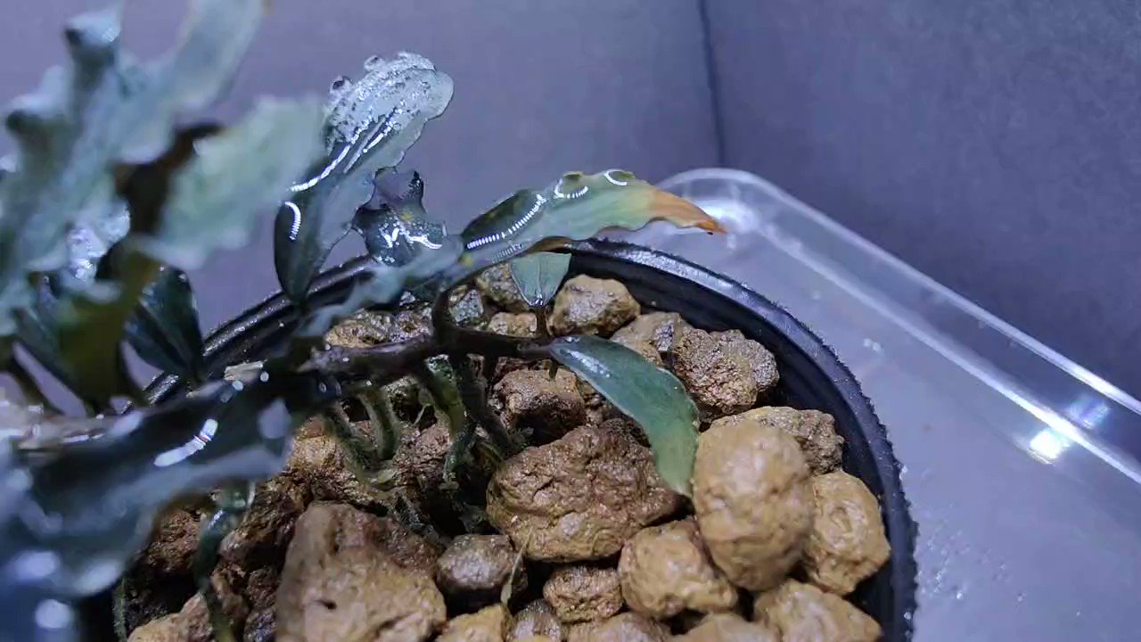 キボーデコ على X: 