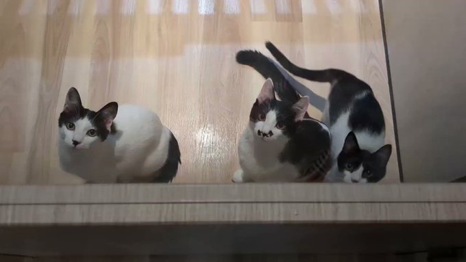 ジョーズくん ギム バミ タキシード など☆おにぎり特攻隊☆黒猫