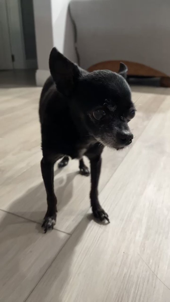 How Can My Dog Become A Emotional Support Dog