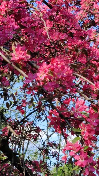 🌸☺️ https://t.co/kxR315iLcO