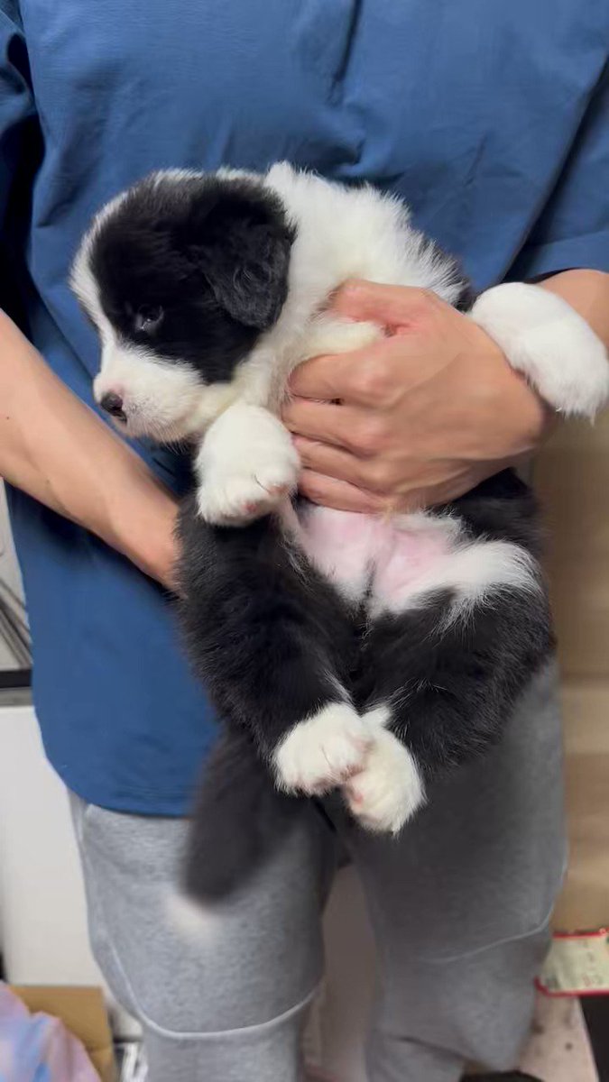 リゼッタ　ポシェ・コリー　ノアール ノアールケンネル ボーダーコリー専門犬舎 norru kennel NORRU