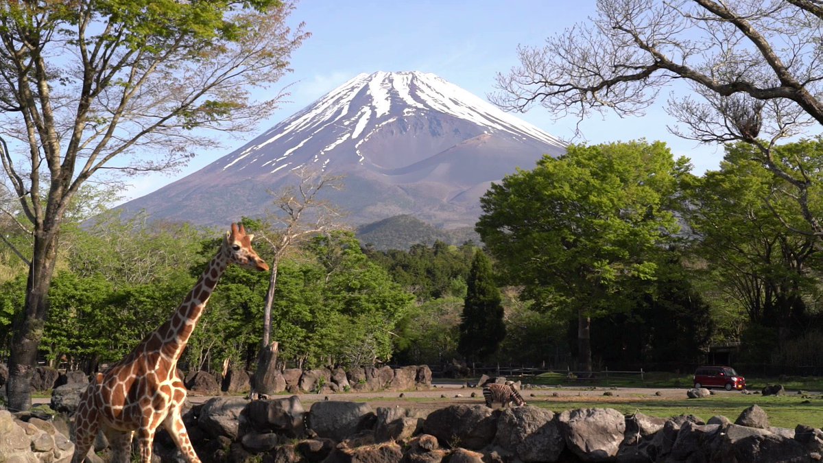 富士山の眺め ／ 今日も、最高です ！ ＼こどもの日富士山🦒富士サファリパーク
