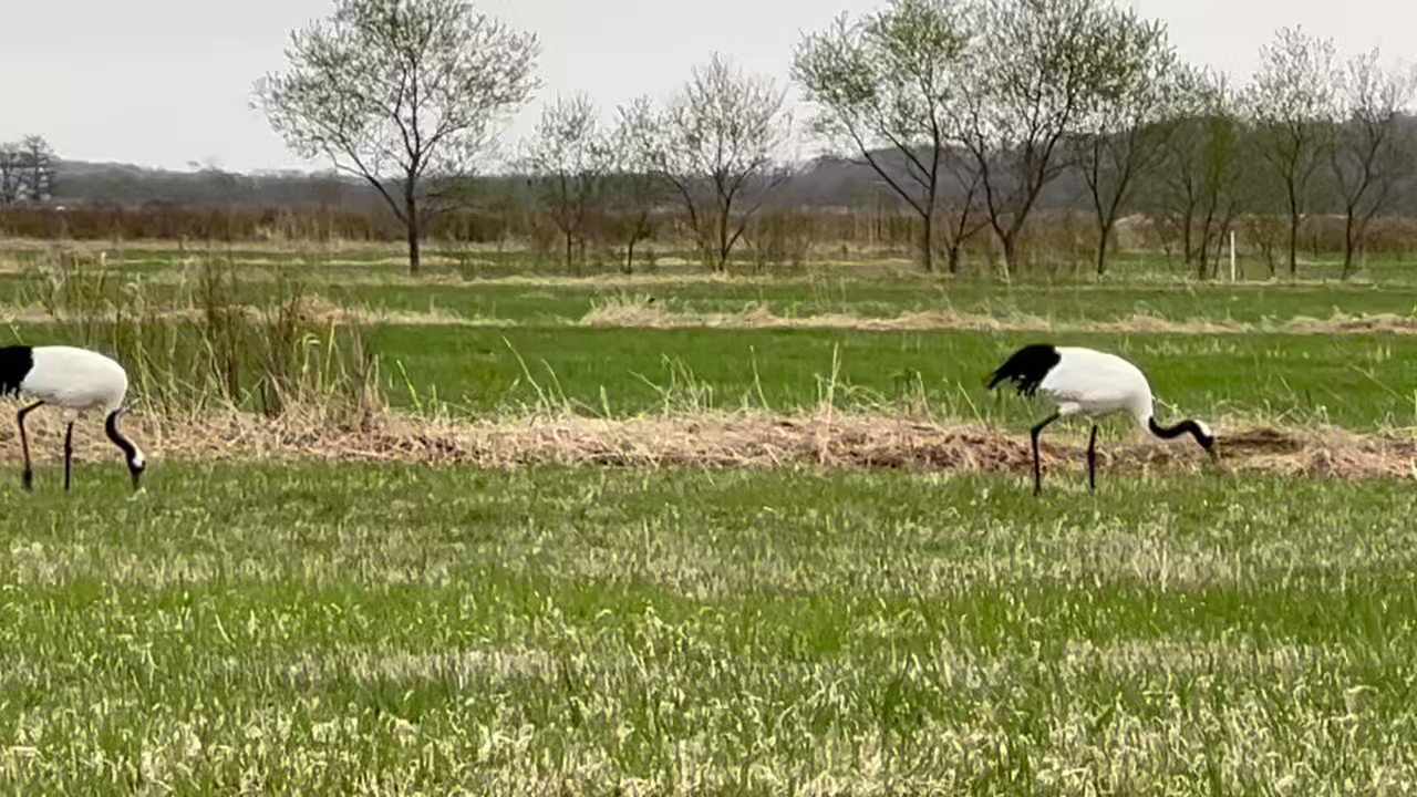 鳥好きっ！ ゴイサギLoverあつまれー！😆 定期的にゴイサギ好きに召集をかけ