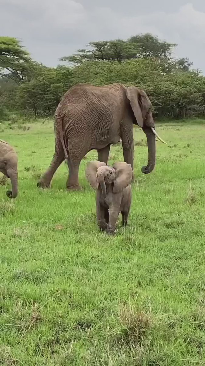 Funniest Family Moments on Twitter "Cuteness overload!🐘 ⭕️ Follow