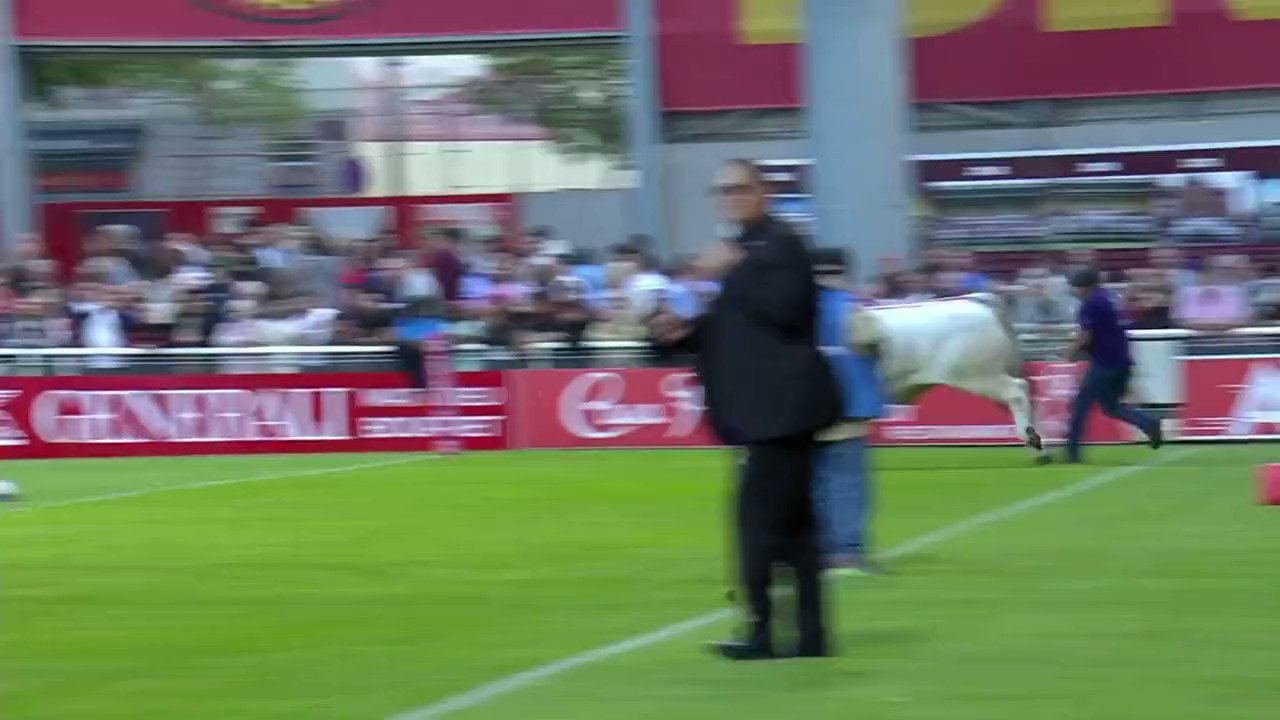Touro invade campo durante partida de rugby na França; veja