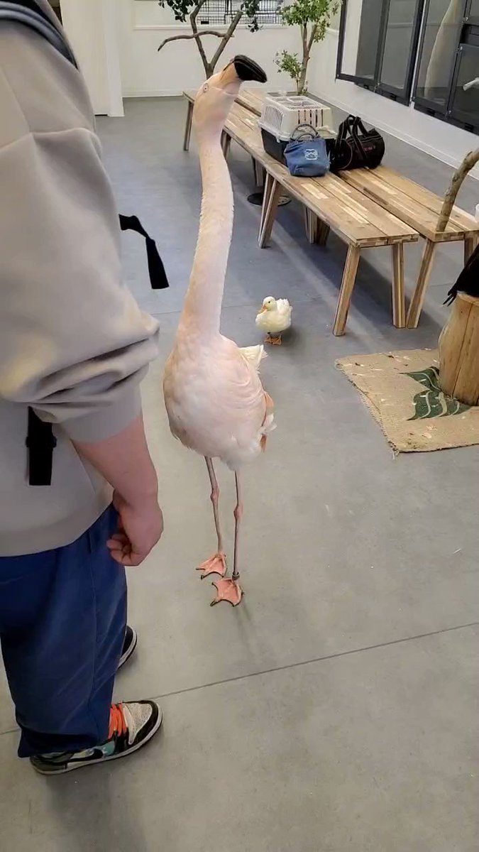 ❤️ときどき様❤️ どうぶつ❤️ときどき癒し (@y_yoshikazu777y) / Posts / X