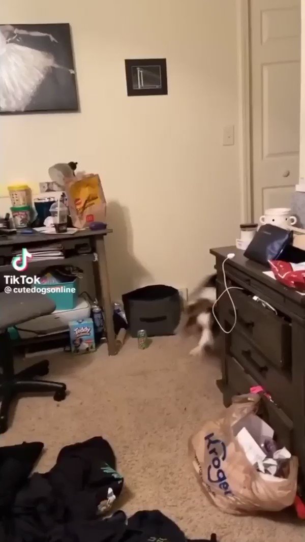 RT @TheMemesArchive: scared dog running away from reality reaction video tiktok meme https://t.co/hr8pyg0QGB