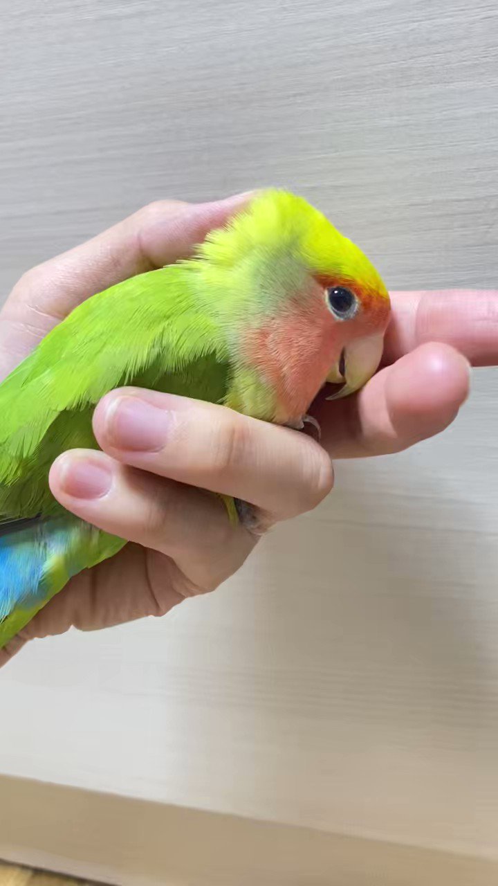 鳥好きっ！ 大好きん 小鳥用12g - 小鳥のフード・飼育用品の専門店