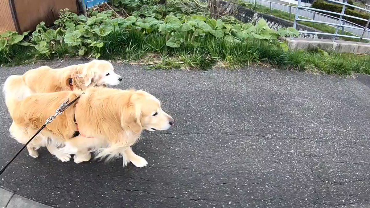 今朝のヴェルヴィオ🐶🐶🐾 場所によってはまだ見頃な北幸公園の桜🌸✨ 微妙な青空だけど… ヴェルヴィオの笑顔が素敵なのでいい写真が撮れました📷←親ばか🤣ゴールデンレトリバーわんこ写真犬写真犬動画かわいいめんこい北海道笑顔親ばか微妙な青空公園散歩桜お花見