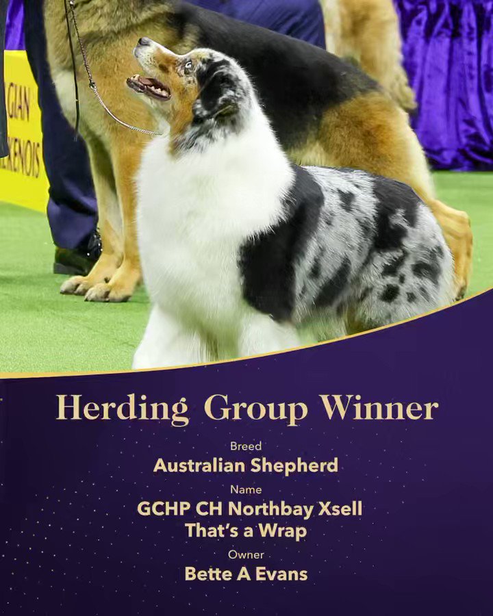 Westminster Dog Show on Twitter "And that’s a wrap!!! Ribbon