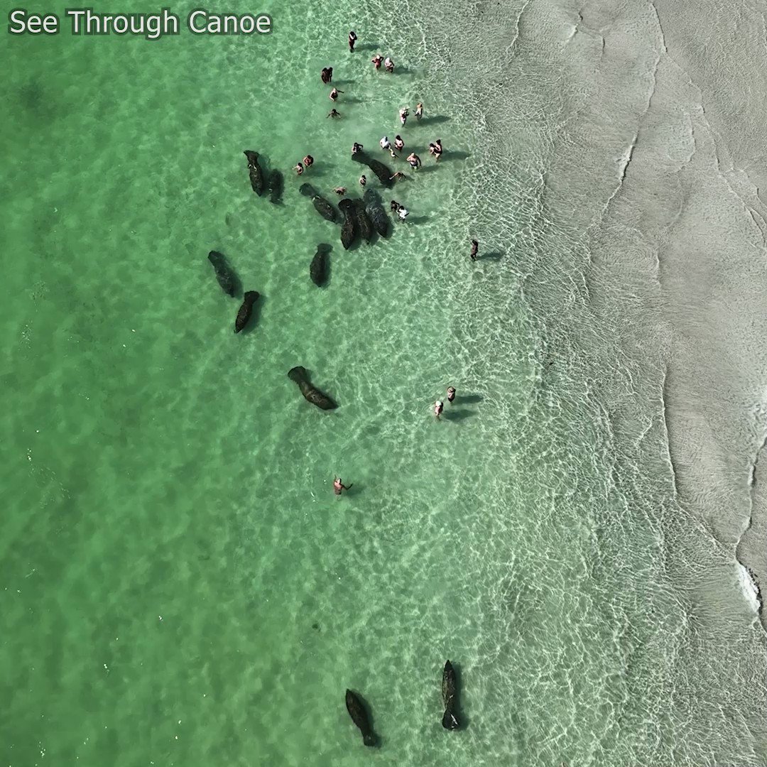See Through Canoe on Twitter: "#manatees at the #beach near St Pete, #