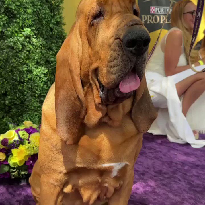 The Larry O'Brien Trophy on X: Nice to meet you, Mortimer! 🤝🏆 Good luck  to all the 🐶 participating! #WestminsterDogShow  /  X