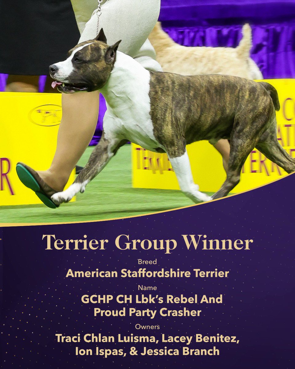 American staffordshire hotsell terrier dog show