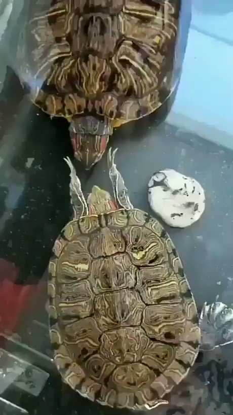 RT @AMAZlNGNATURE: turtle slap https://t.co/Yhi0C3qg0E